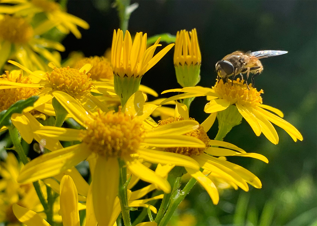 Drone Fly hoverfly on ragwort