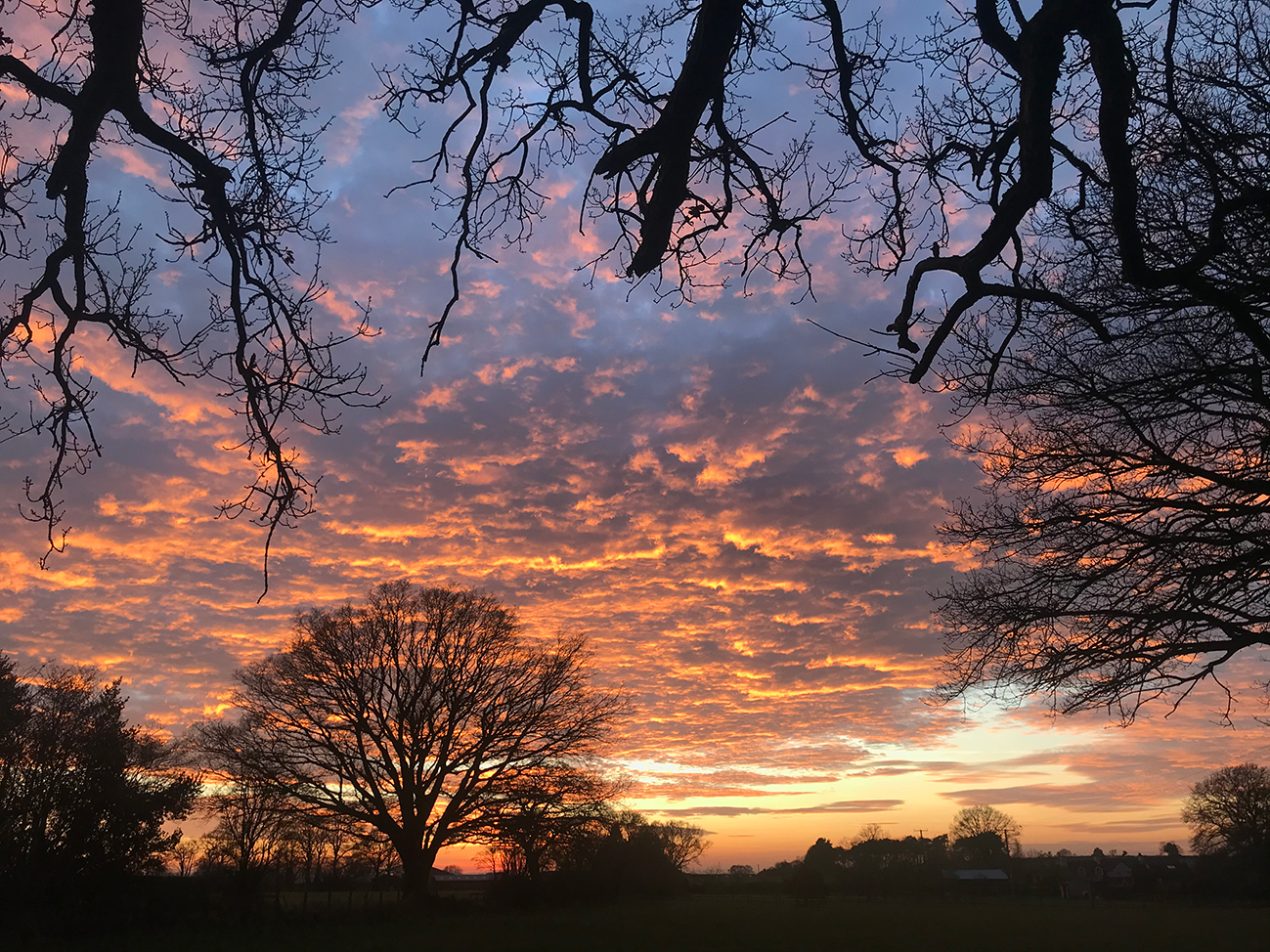 Sunset trees Shropshire