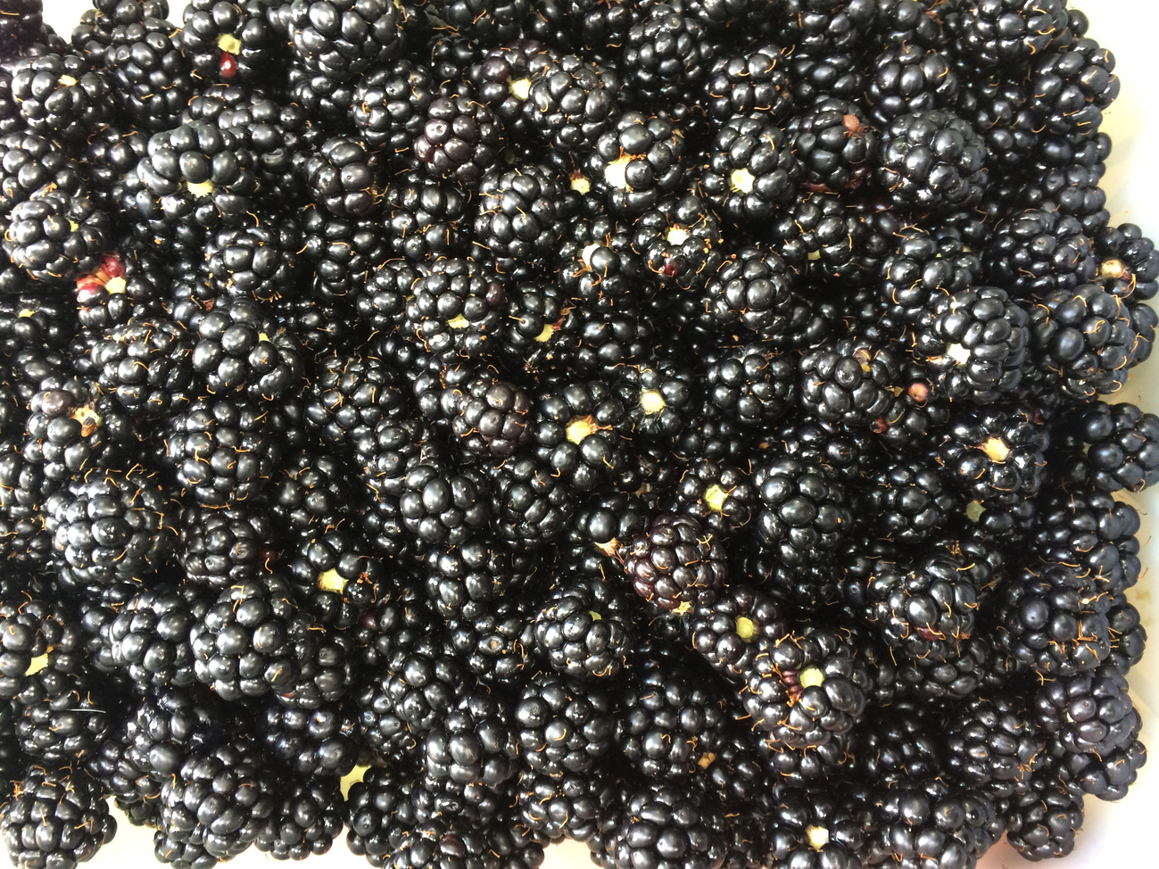 Blackberries