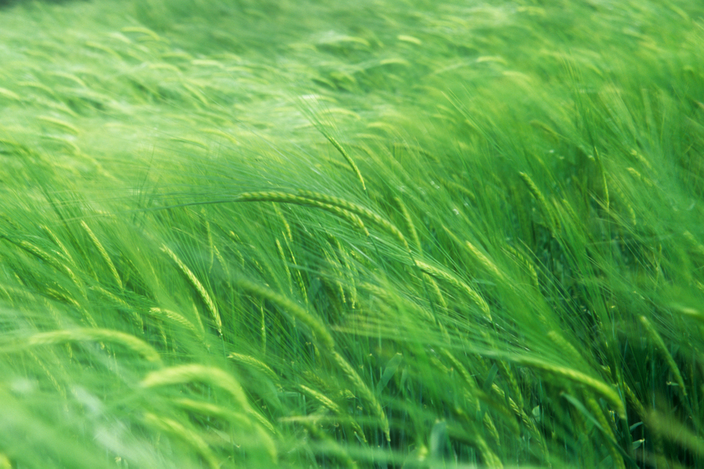 Field of barley