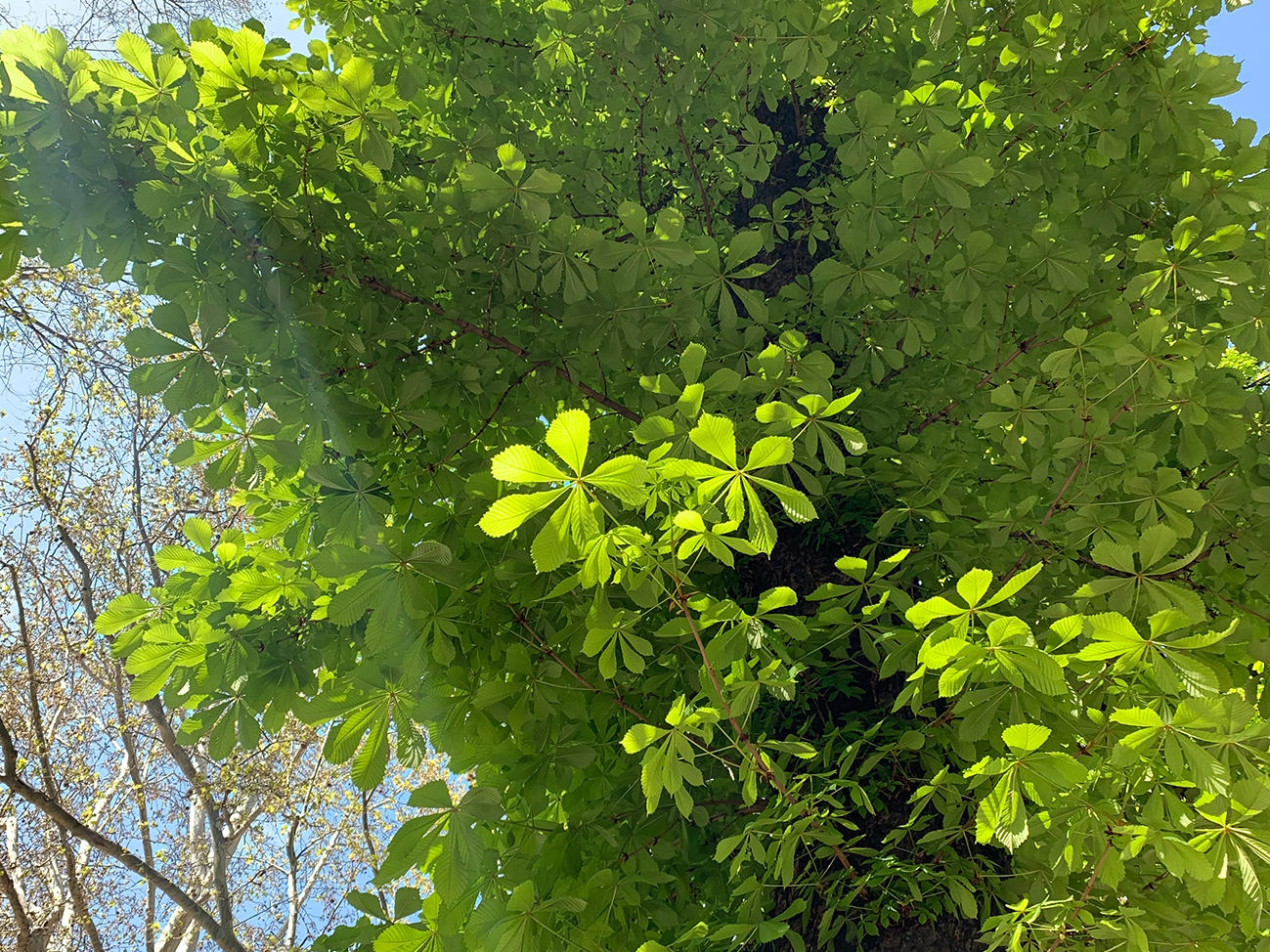 Spring leaves Chestnut tree Budapest