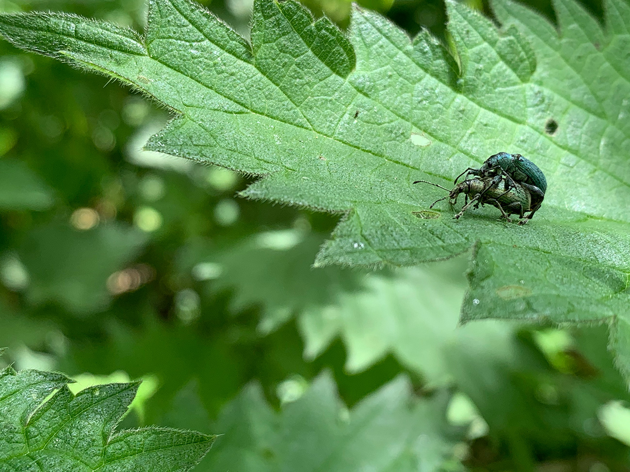 Leaf weevils Staffordshire UK