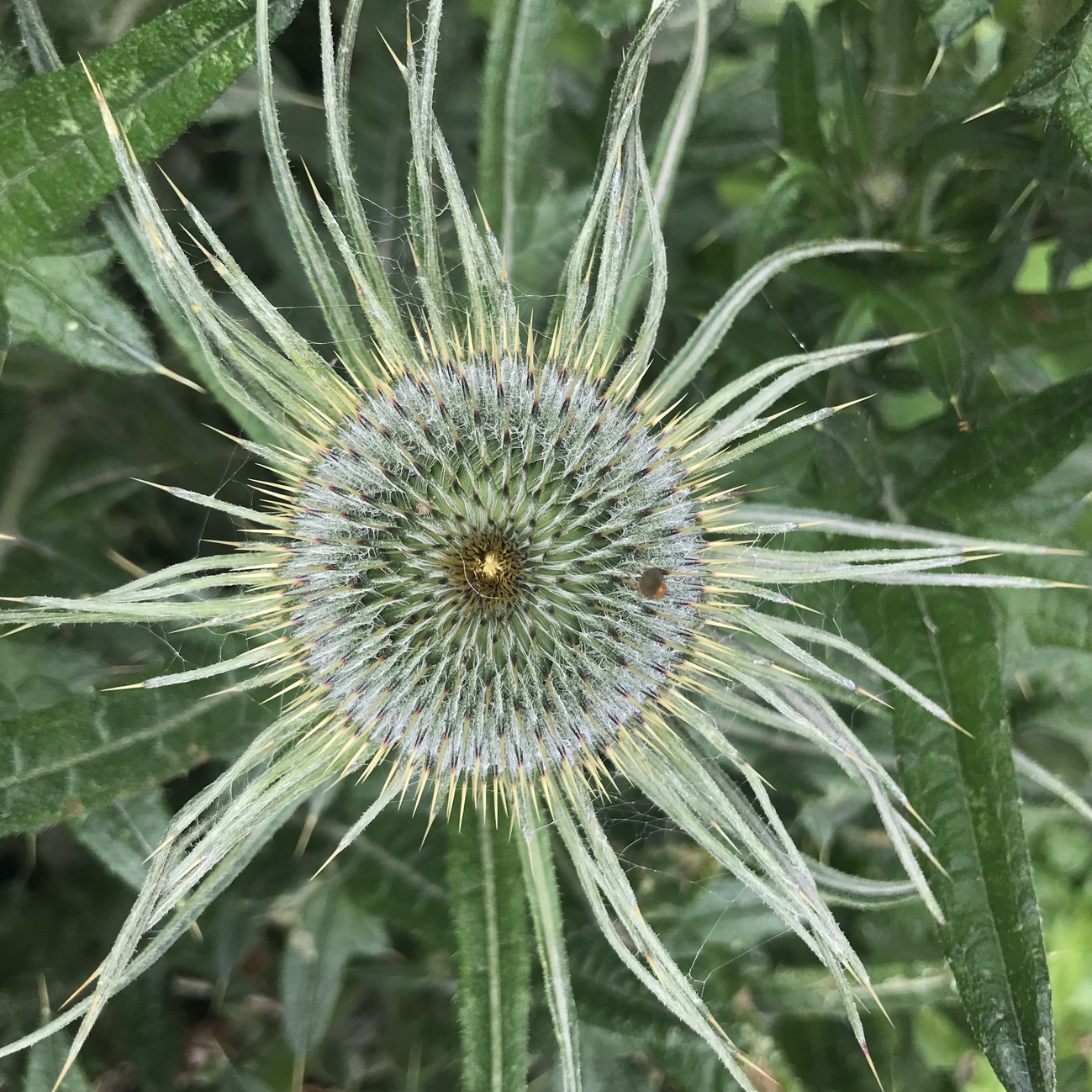 Sea Holly Tintagel Cornwall