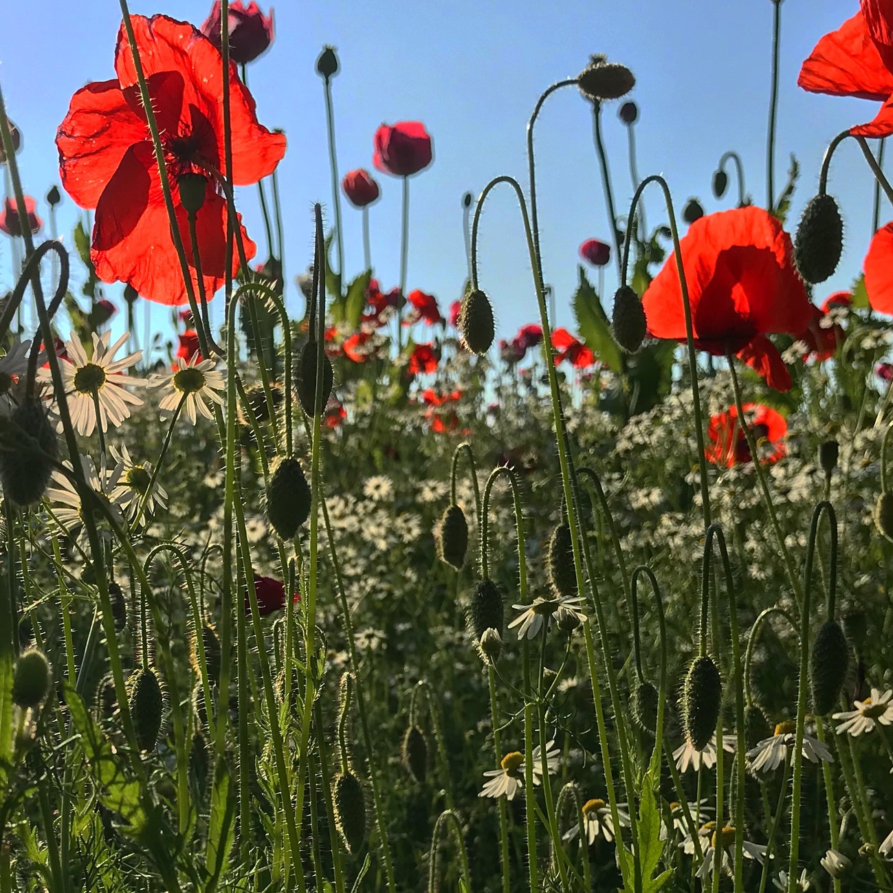 Poppies Shropshire