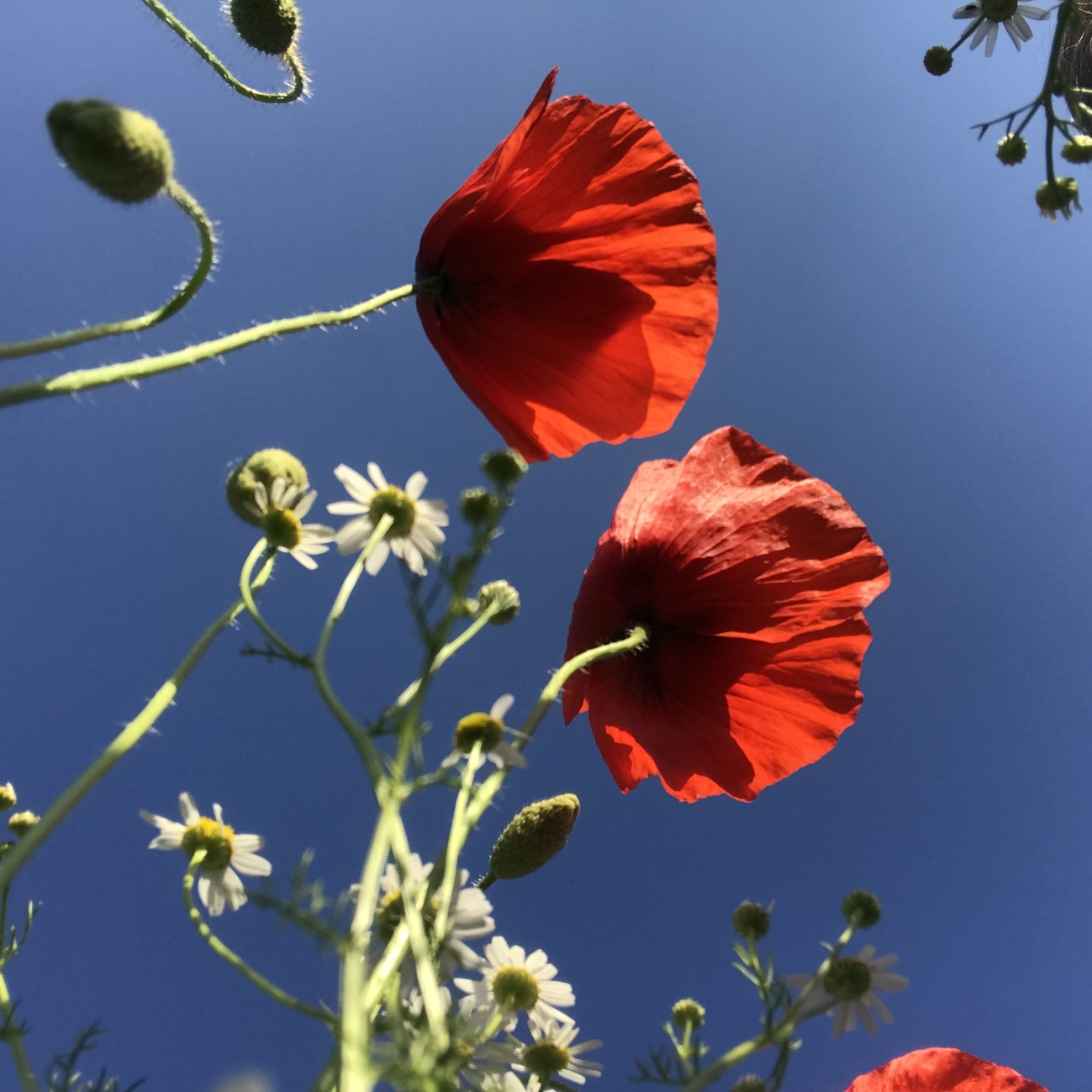 Poppies Shropshire