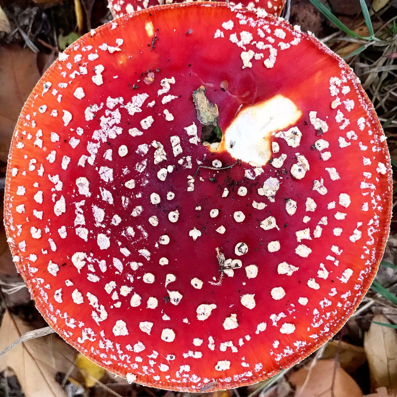 Fly Agaric