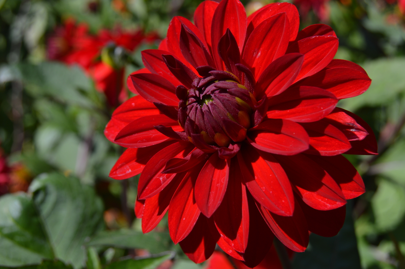 Dahlia Shropshire