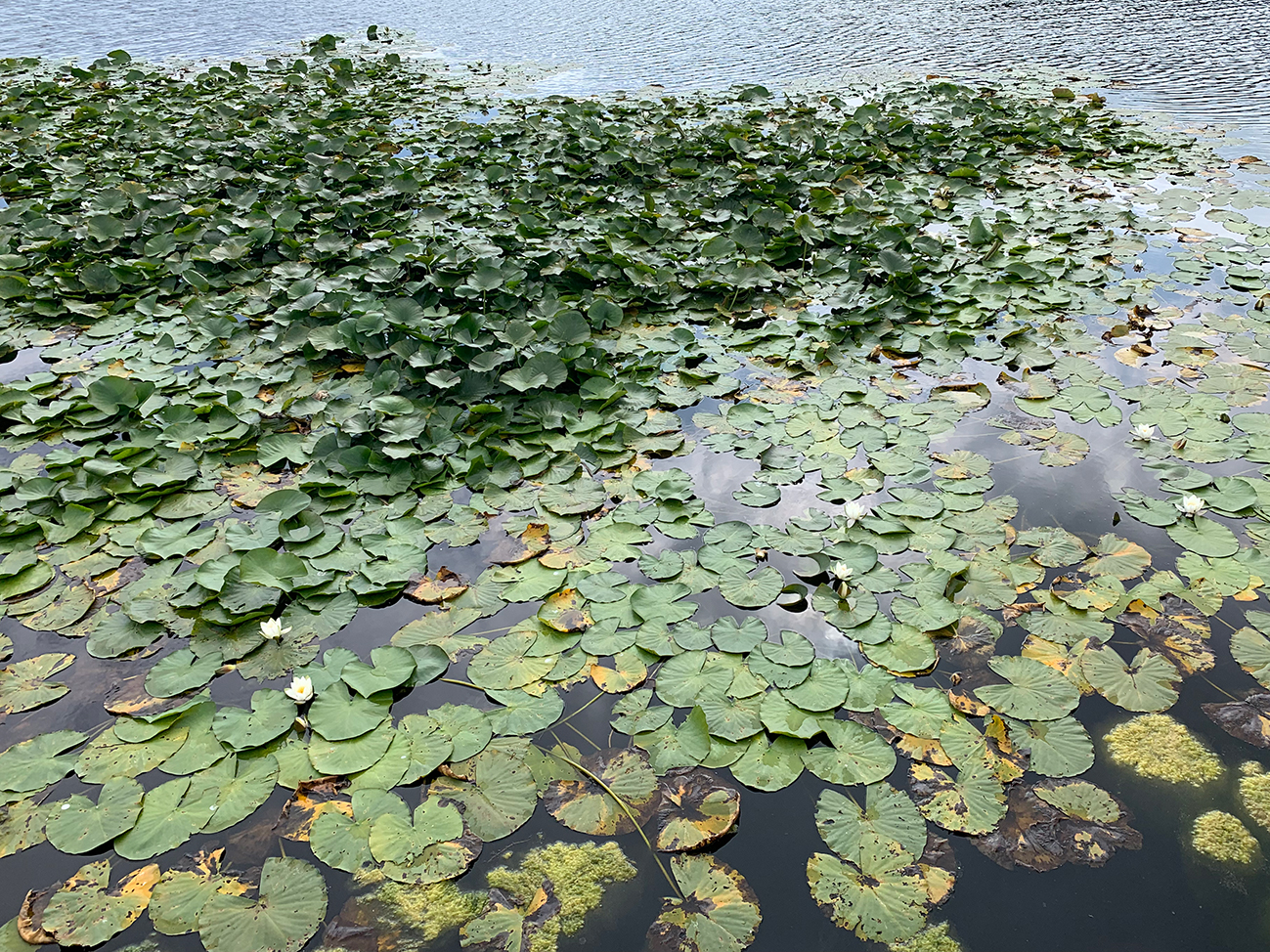 Bosherston Lily Ponds Wales