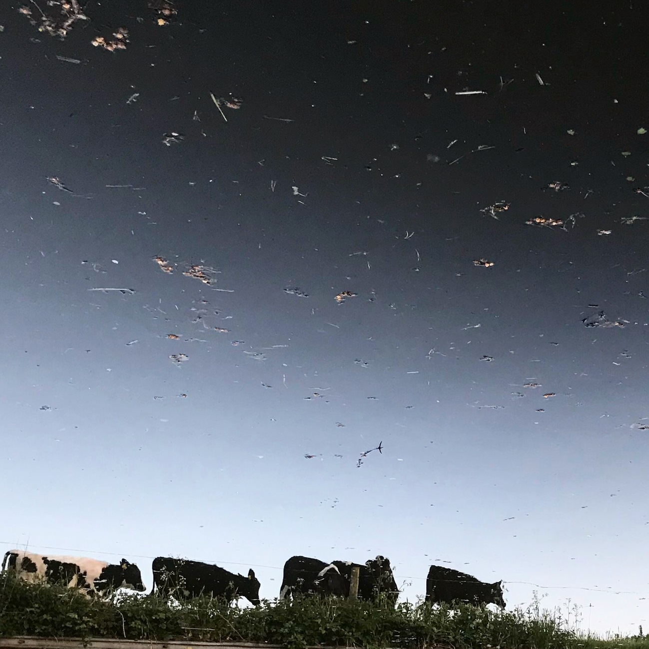 Cows and canal, Tyrley Shropshire Union canal