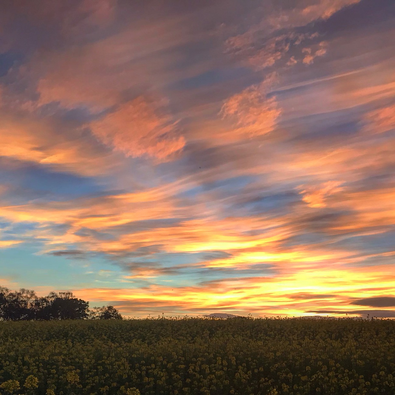 Striated clouds above rape field