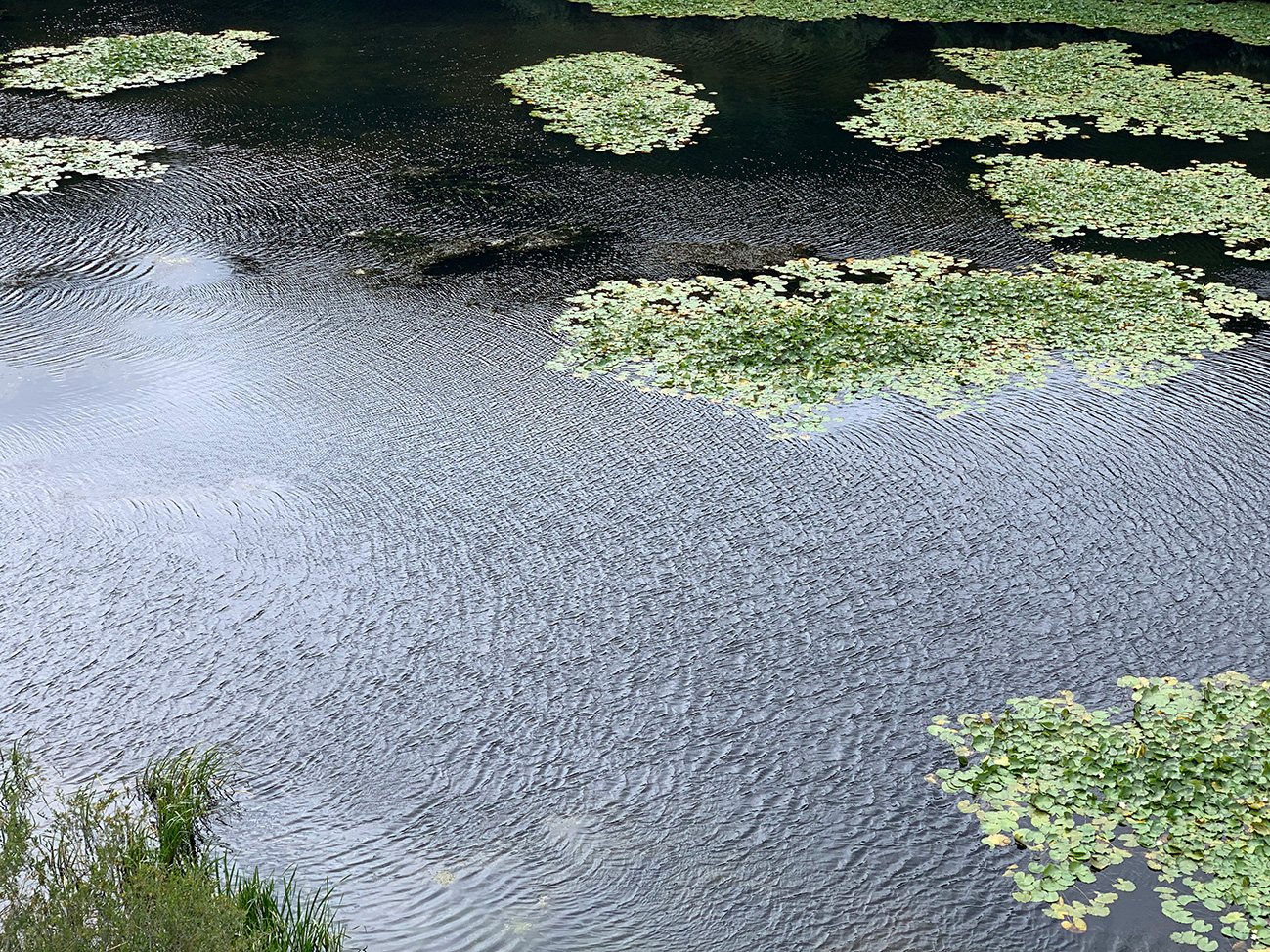 Bosherston Lily Ponds Wales