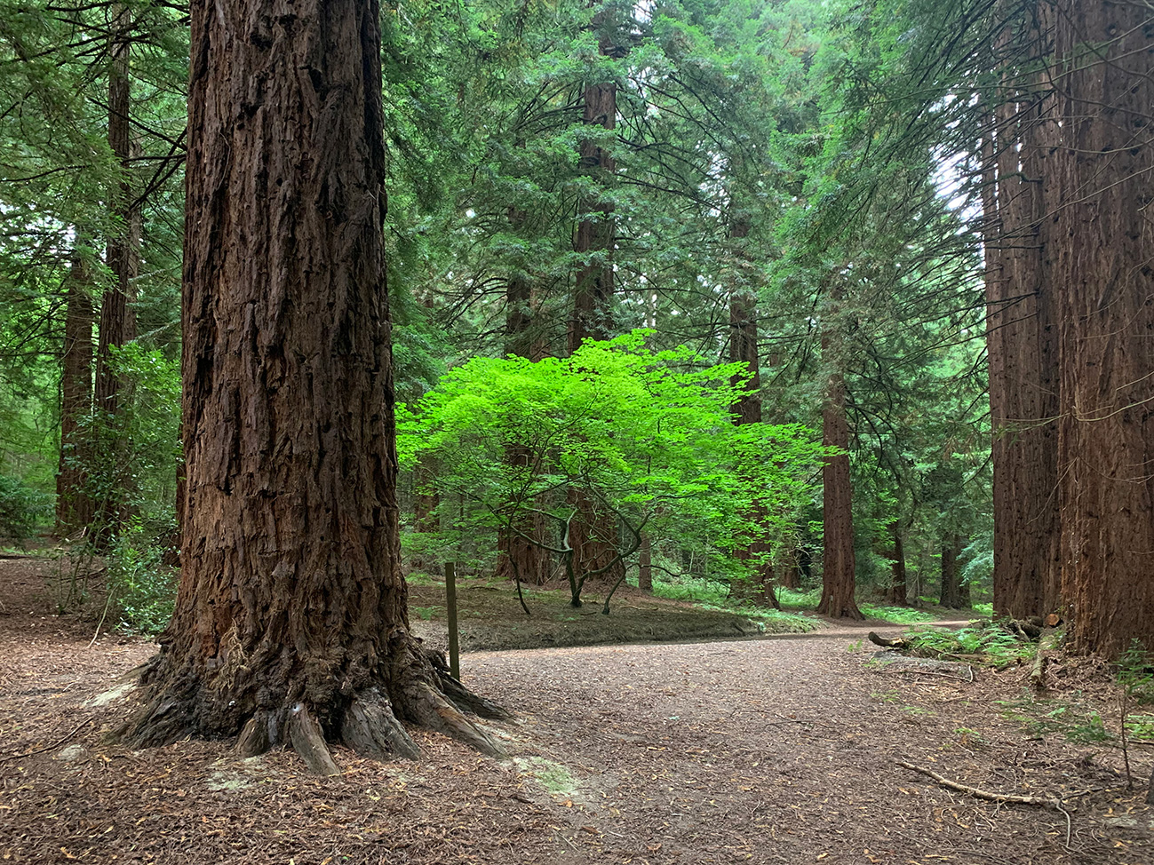 Redwood Grove, Leighton Estate, Wales