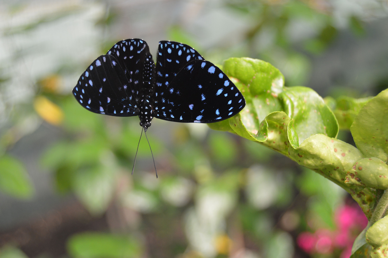 Butterfly Budapest Zoo