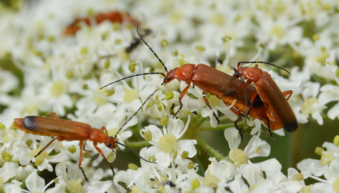 Soldier beetles (Cantharidae)