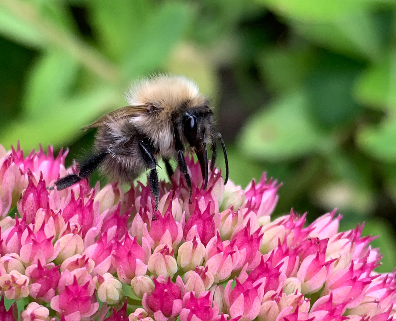 Earth Bumblebee Bombus terrestris