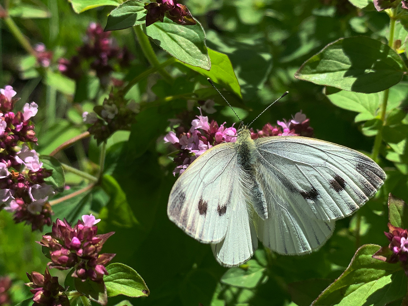 Small White butterfly