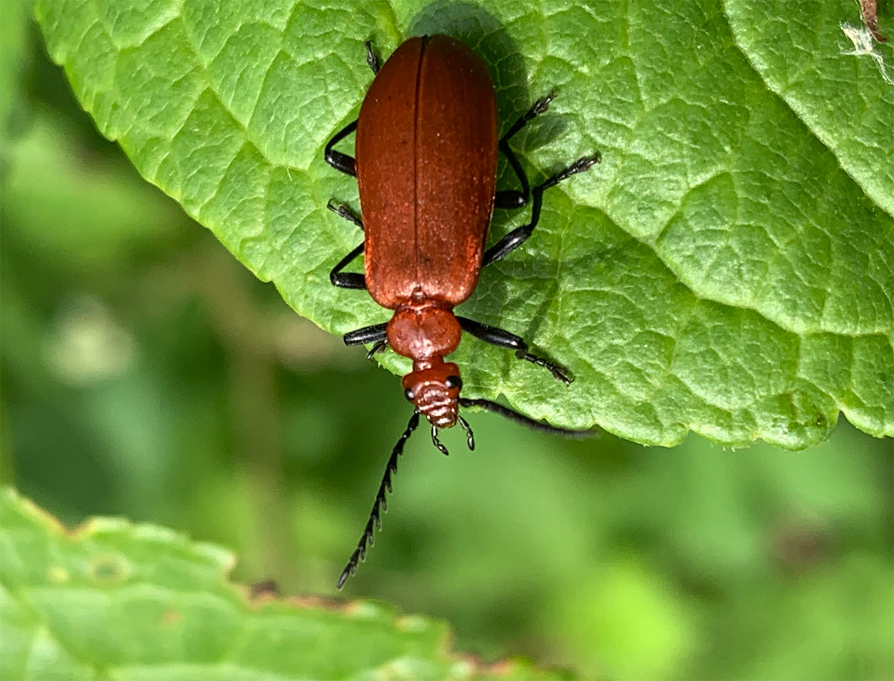 Soldier Beetle