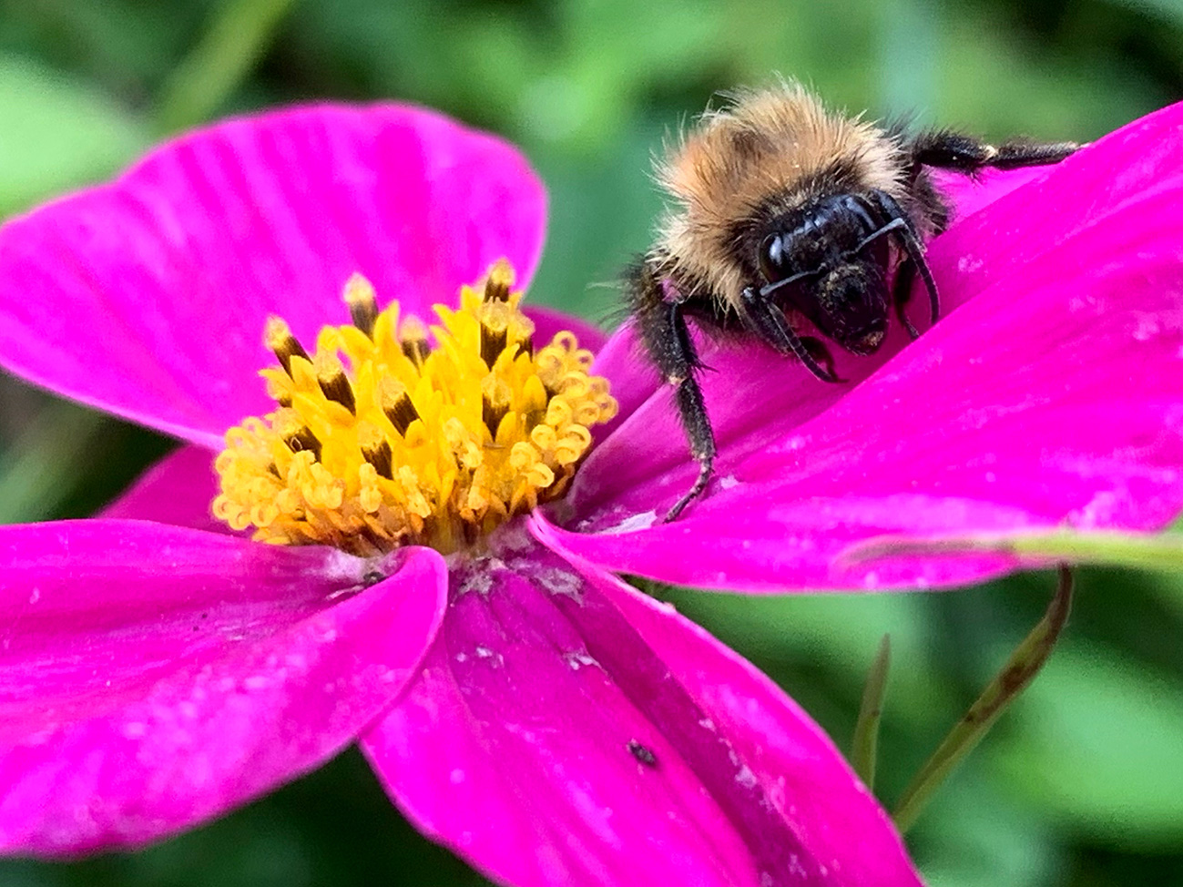 Earth Bumblebee Bombus terrestris