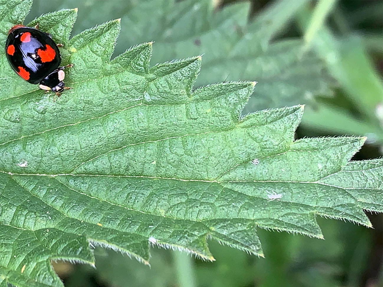 Harlequin ladybird