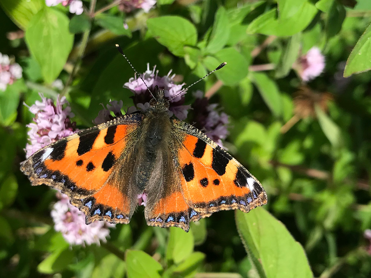 Small Tortoishell butterfly