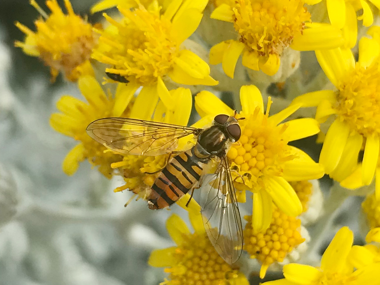 Hoverfly Episyrphus balteatus Staffordshire