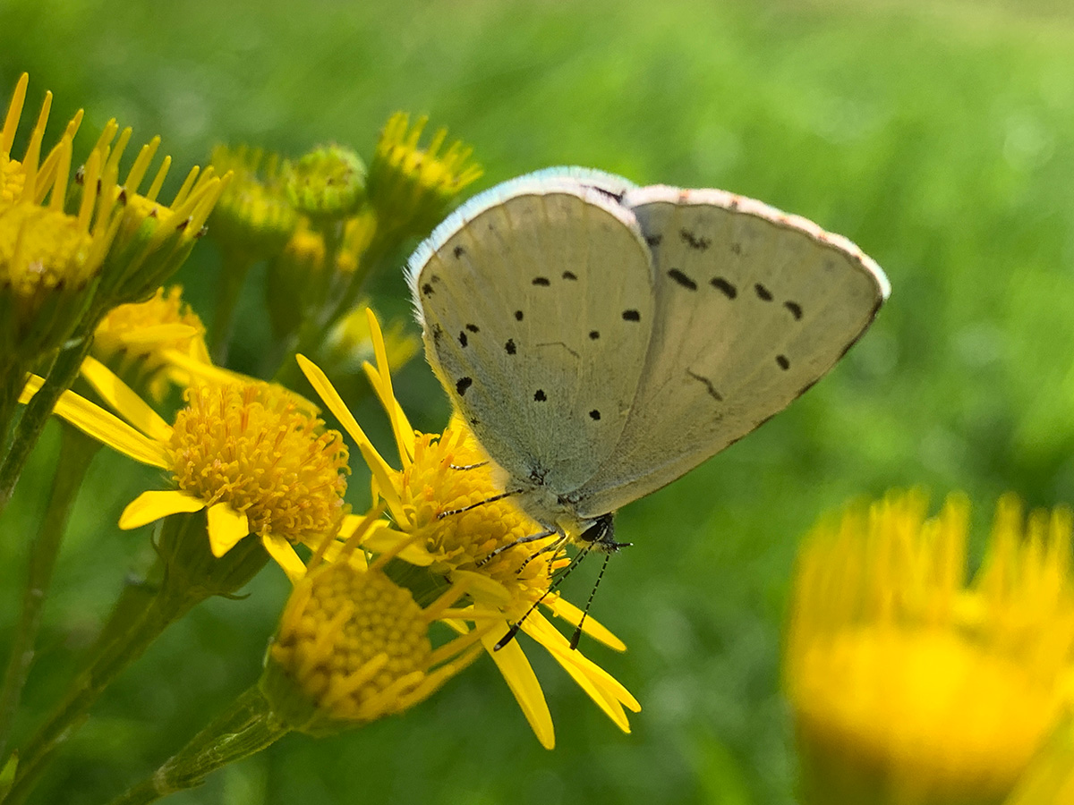 Holly Blue butterfly