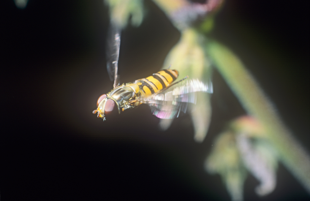 Hoverfly in flight Oxford UK