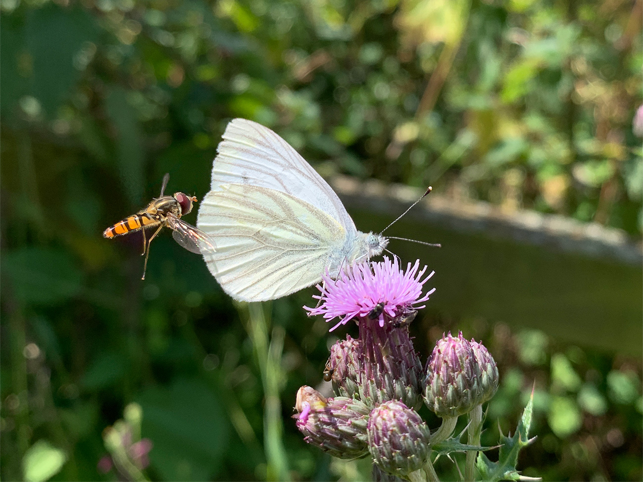 Hover fly bumps in to green veined white to access a thistle flower