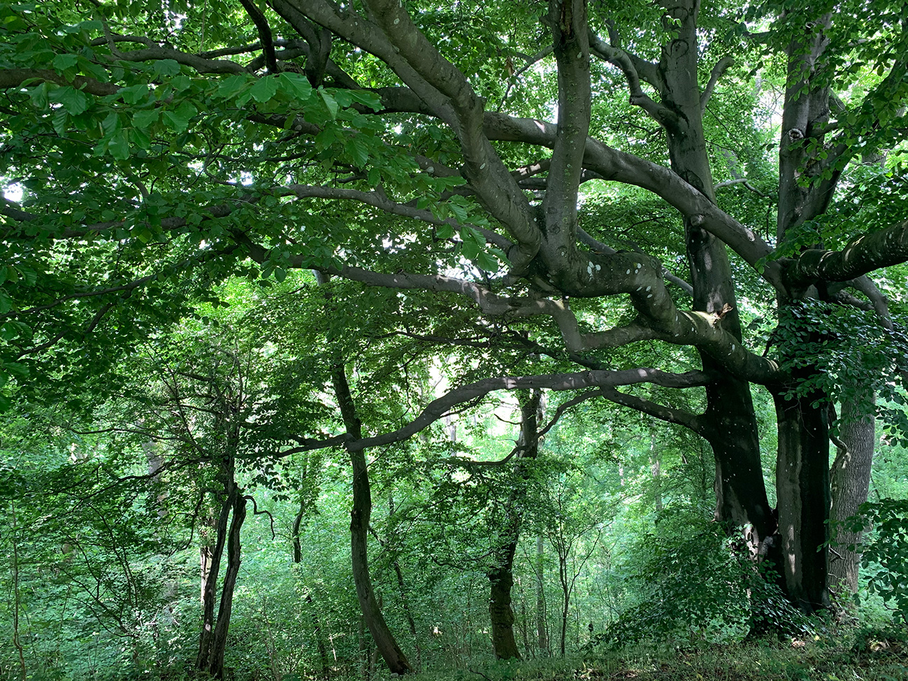 Oak wood Wenlock Edge