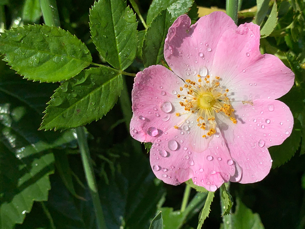 Dog Rose Staffordshire UK