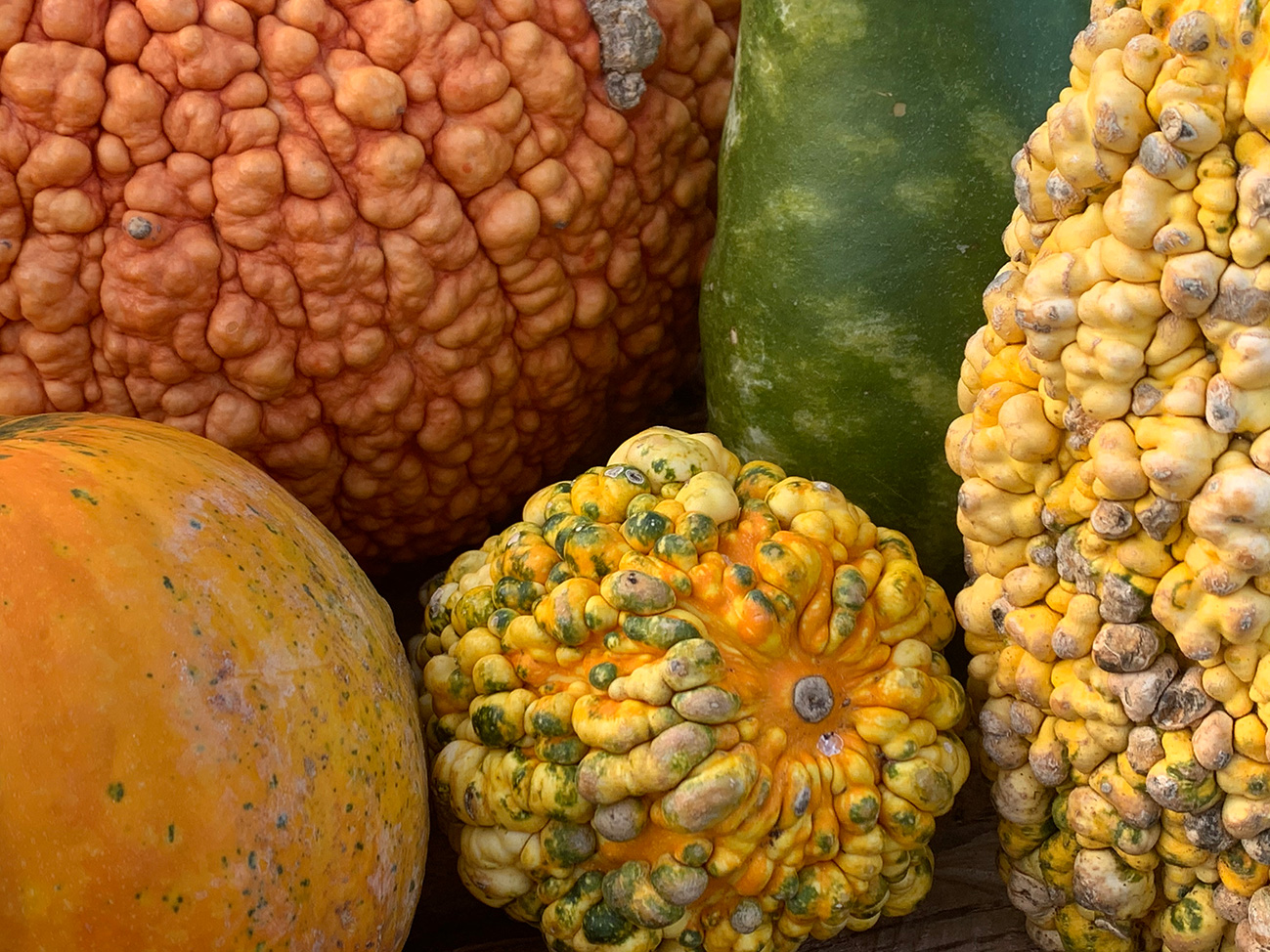 Pumpkin Day Szeged Hungary