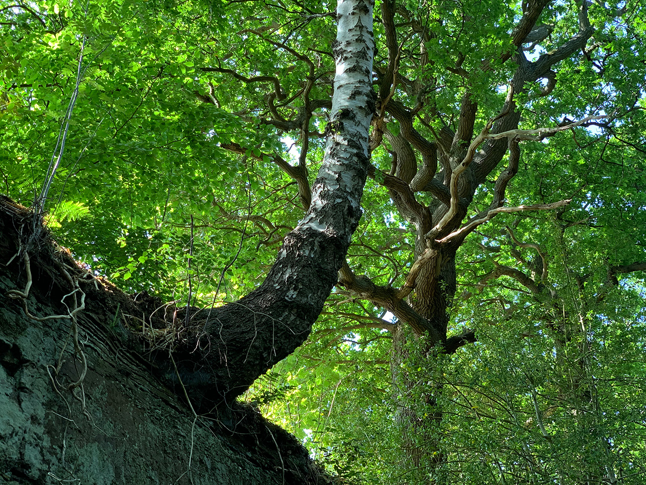 Trees Shropshire Union cutting