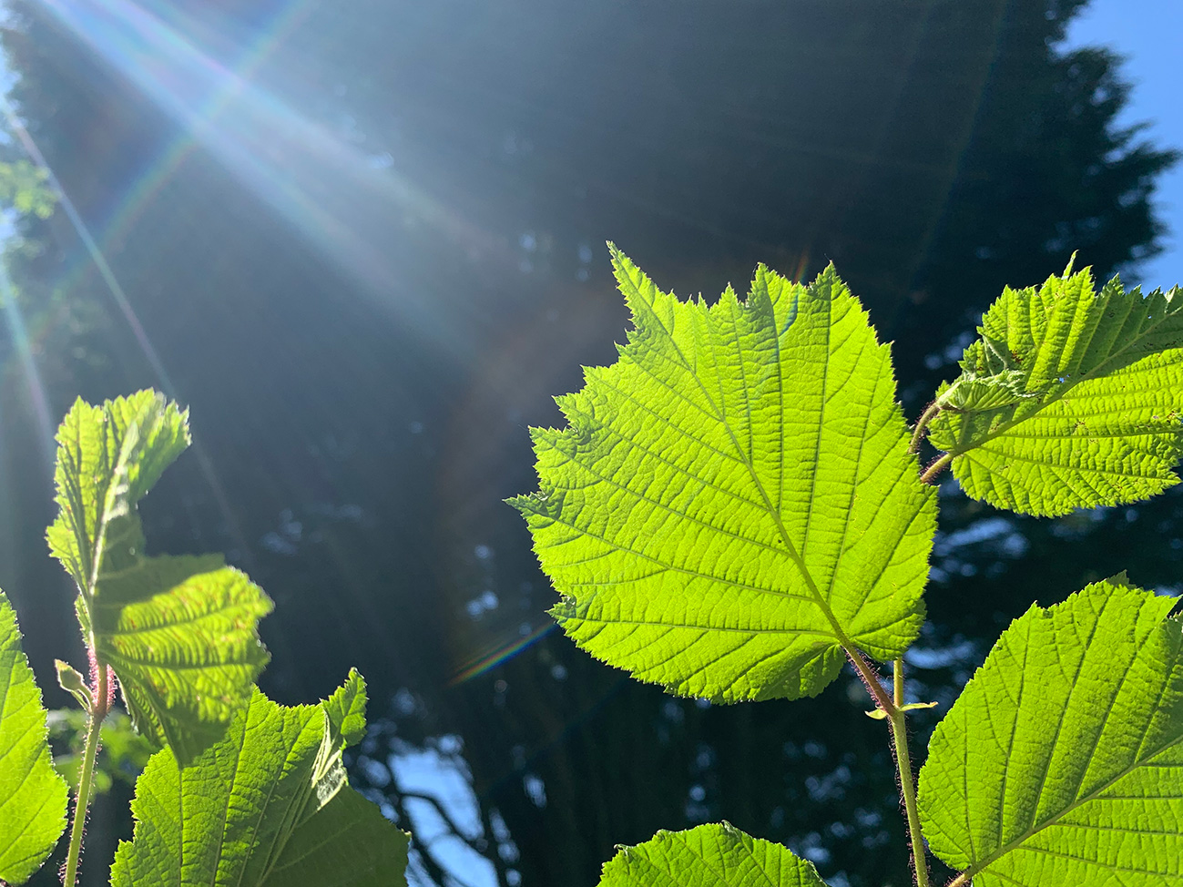 Spring leaves in sunbeam Staffordshire UK