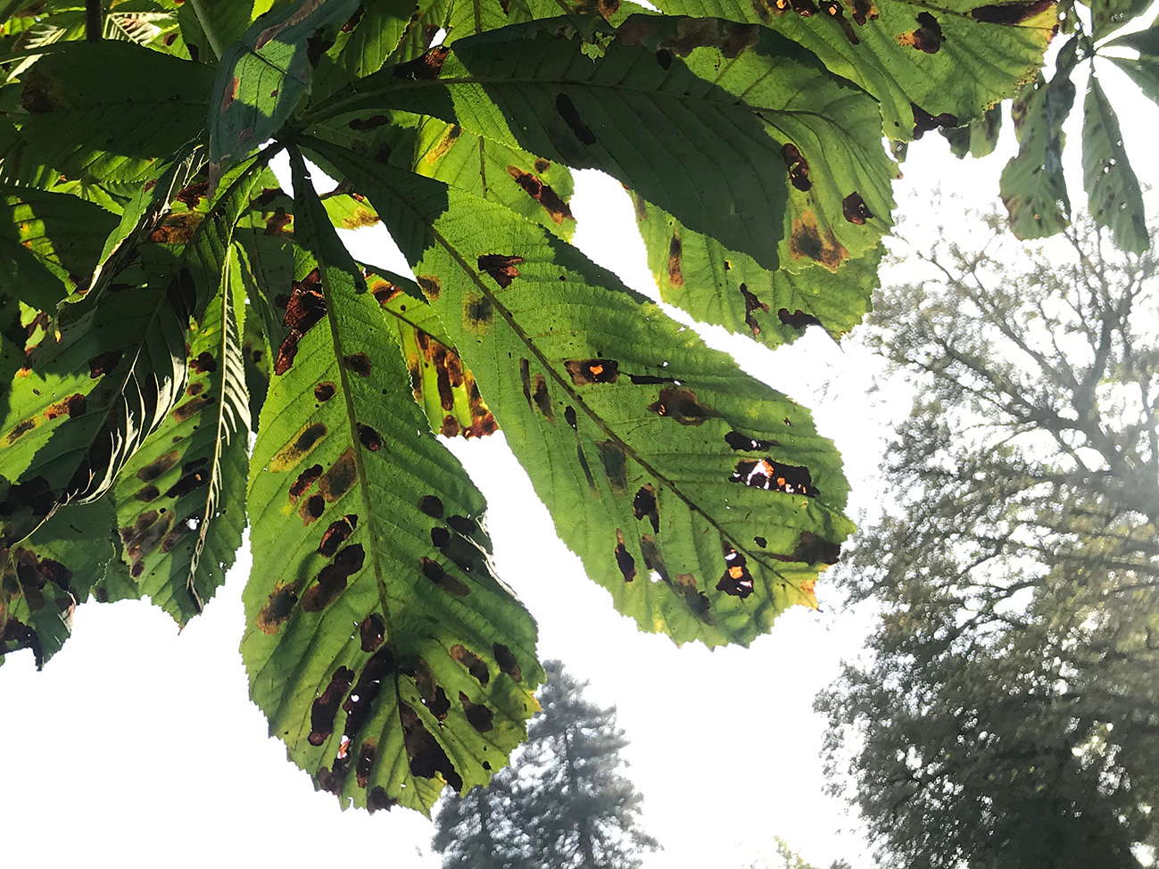 Horse Chestnut leaves Staffordshire UK