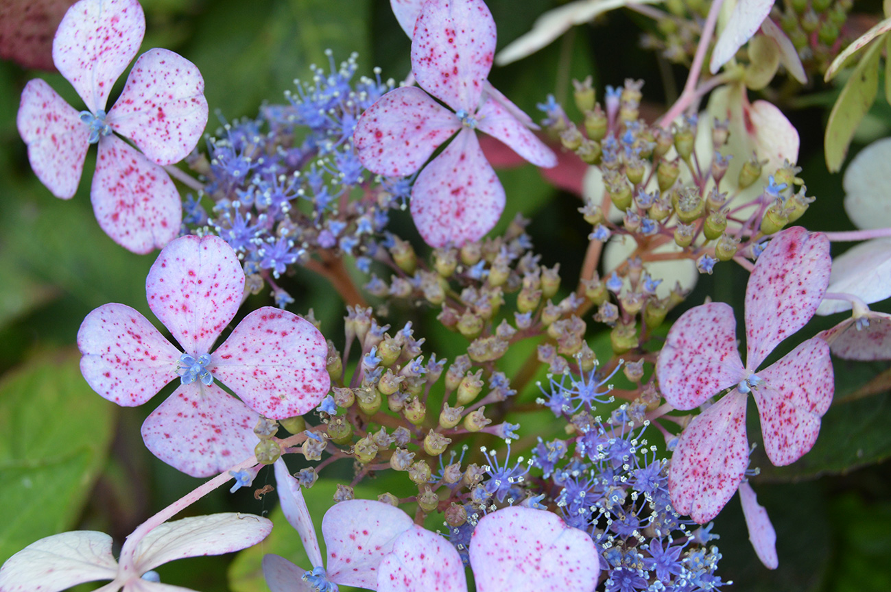 Flowers Wollerton Hall Shropshire