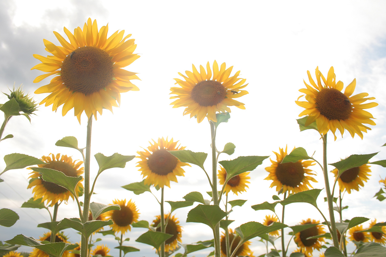 Sunflowers