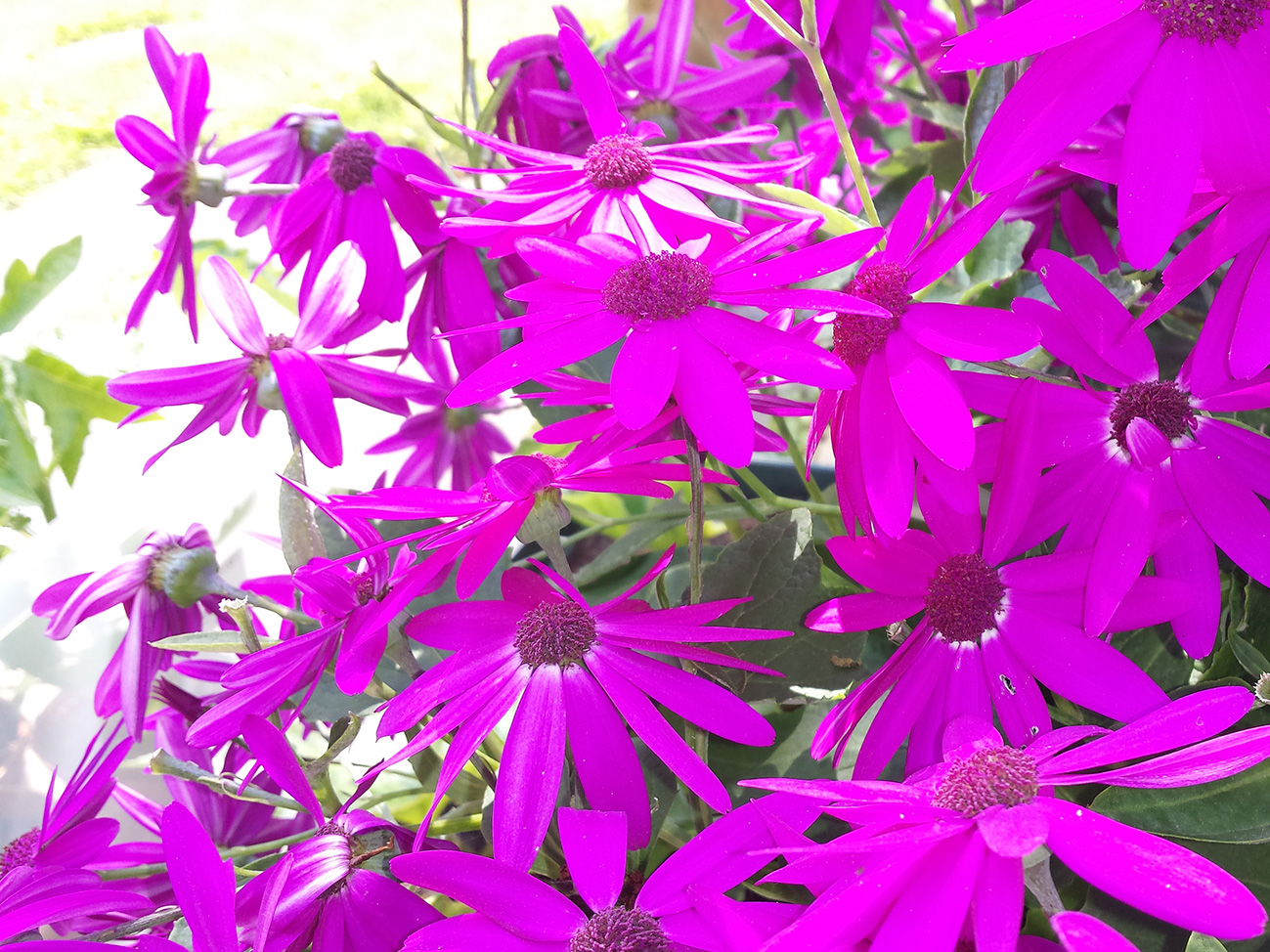 Purple Flowers