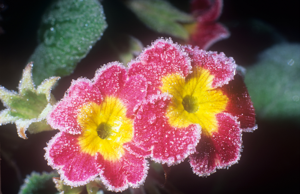 Primula Primrose Aberbechan Wales UK